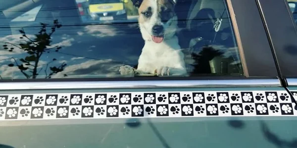 Pet taxi