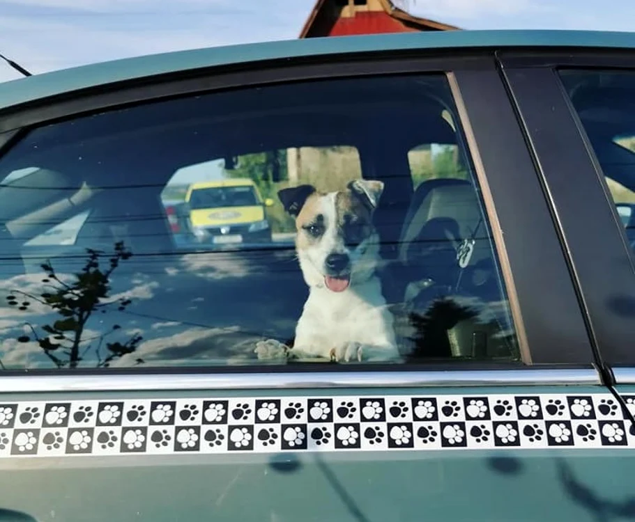 FOTO: Pet Taxi