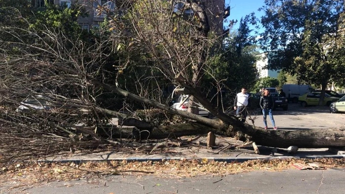 copac cazut pe femeie craiova foto ana popescu