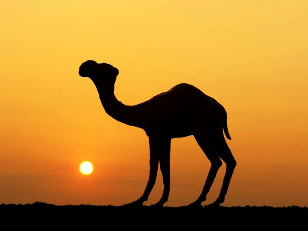 camel jpg jpeg
