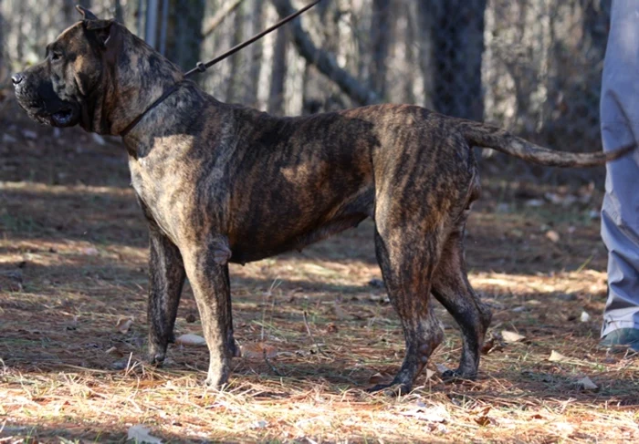 Cele mai rele rase de caini Presa Canario