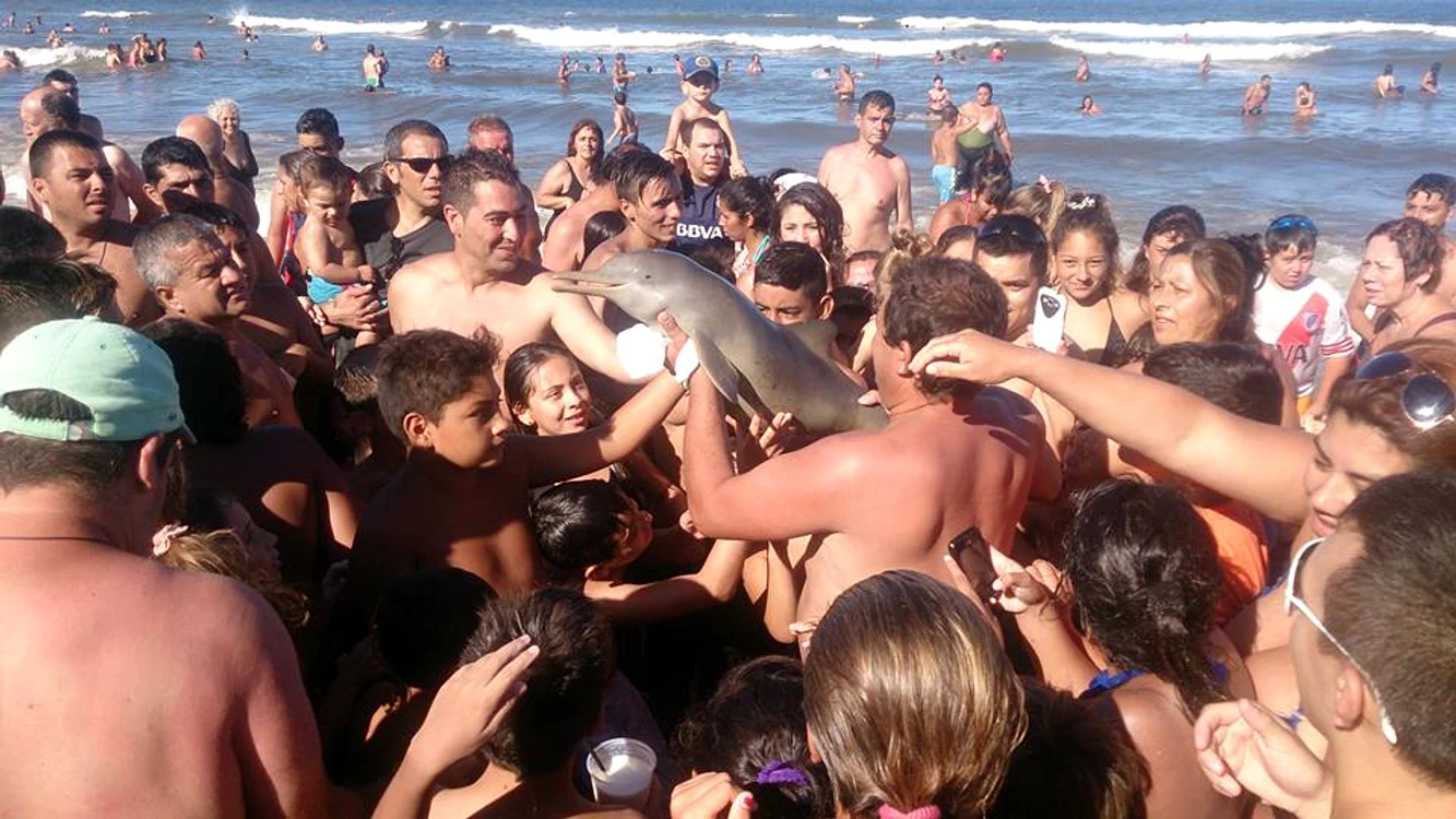 
    Puiul de delfin a fost victima nepăsării oamenilorFoto: Facebook  