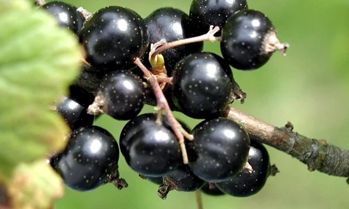 1 58208 original jpg jpeg