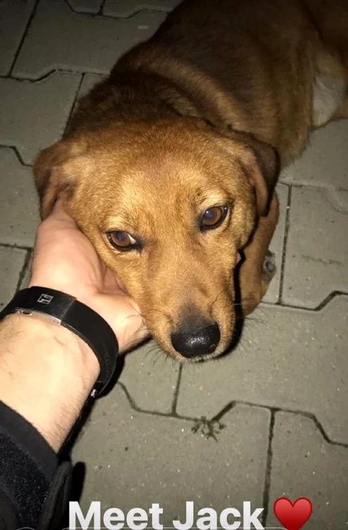 Oana Zăvoranu a adoptat un câine