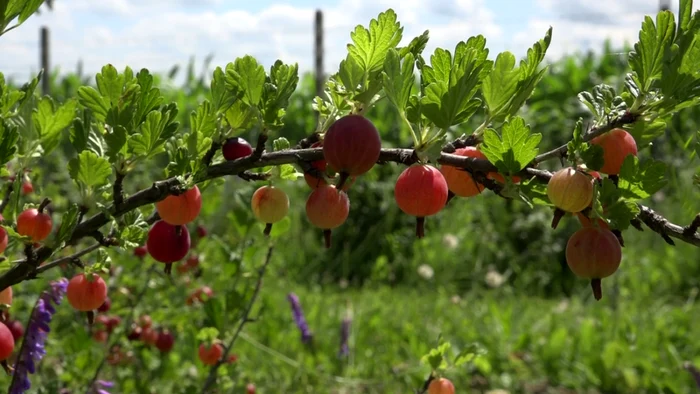 fructe de pădure bunesti Suceava 