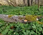 Valea pârâului Nucșoara , Pietrele din Retezat Foto Daniel Guță ADEVĂRUL (25) jpg