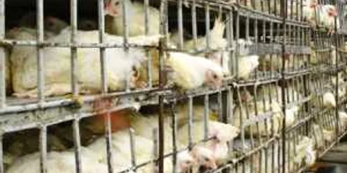 Condiţiile în care cresc găinile ouătoare îi îngrijorează pe nutriţionişti  