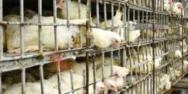 Condiţiile în care cresc găinile ouătoare îi îngrijorează pe nutriţionişti  
