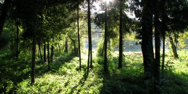 parc dendrologic brasov