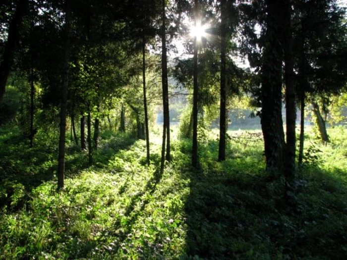 Un posibil amplasament este în apropierea Grădinii Zoologice