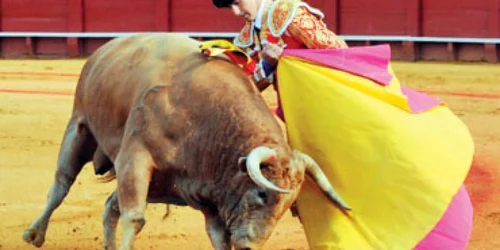 Spaniolul ucis  de taur, răzbunat de toreadorul preferat