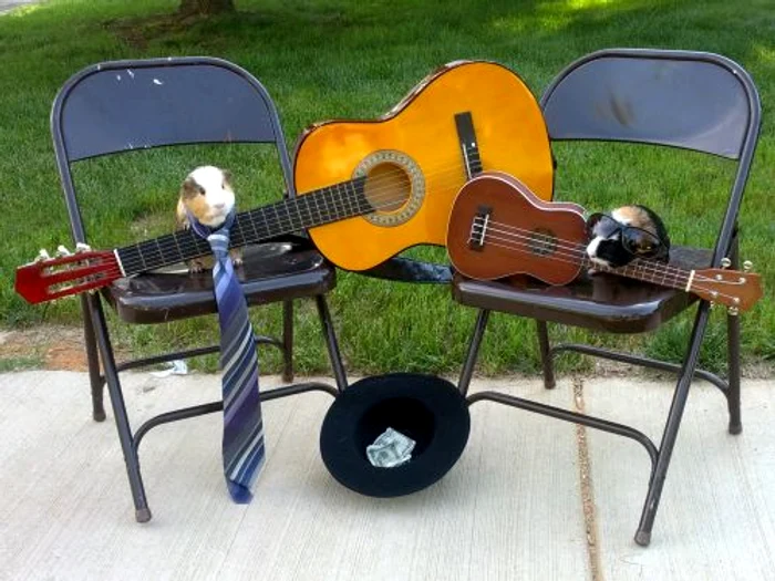 Porcuşorul de Guineea (FOTO CATERS)