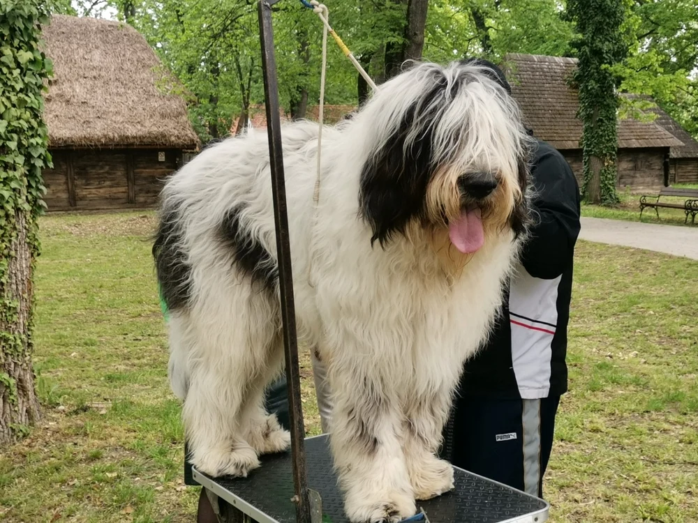Câinele românilor FOTO Ștefan Both