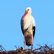 barza foto captura video animale salbatice png