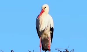 barza foto captura video animale salbatice png