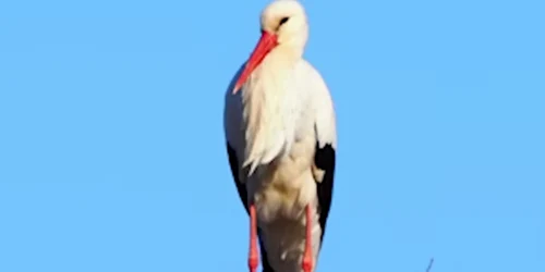 barza foto captura video animale salbatice png