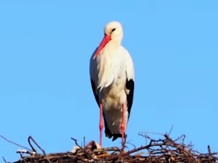 FOTO: Captură video Facebook/Animale Sălbatice