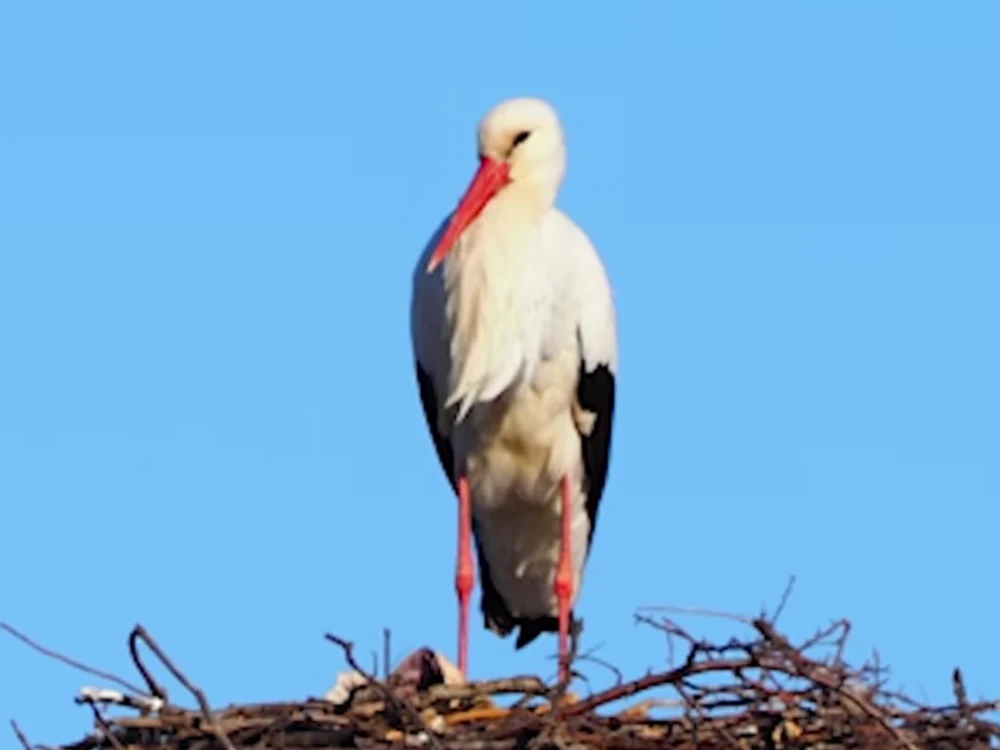 Semn că a venit primăvara: o barză s-a întors la cuibul său din Tulcea