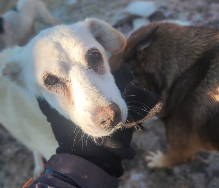 Viaţă de câine, la temperaturi extreme: „Toată instalația a înghețat și a trebuit să cărăm apă cu butoiul”