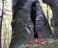 paduri stranii