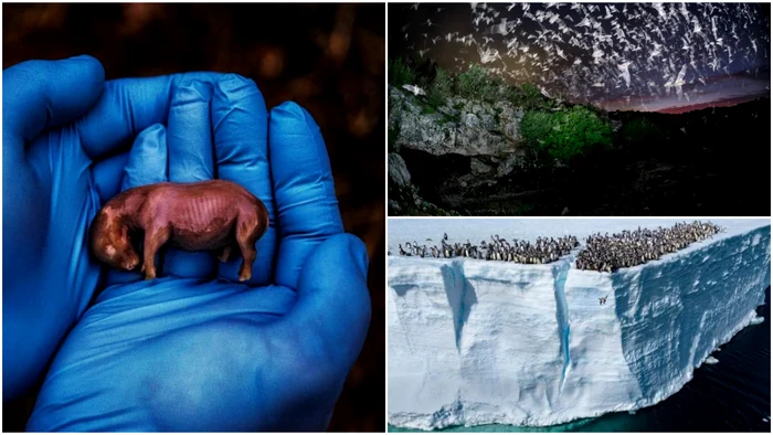 Cele mai spectaculoase fotografii din 2024! FOTO: colaj national geographic