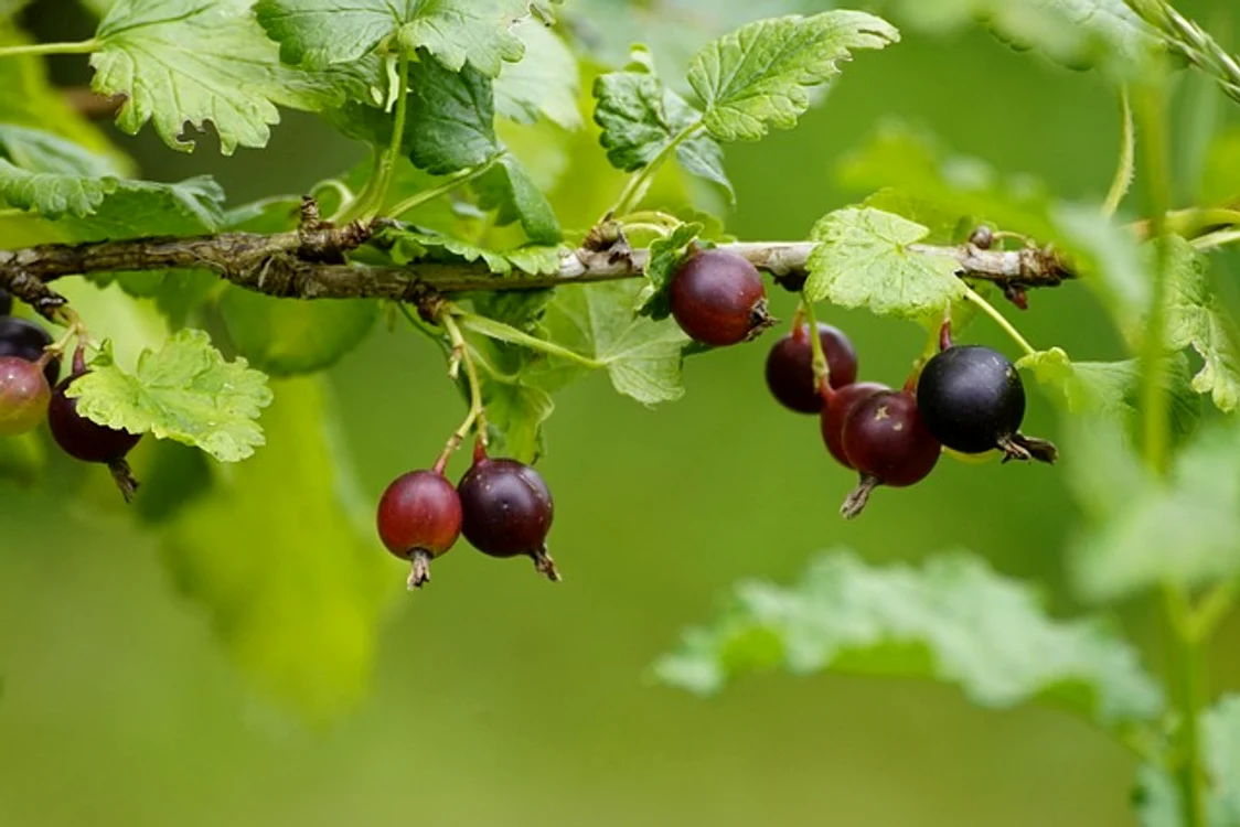 Agrișele sunt foarte sănătoase / foto: Pixabay