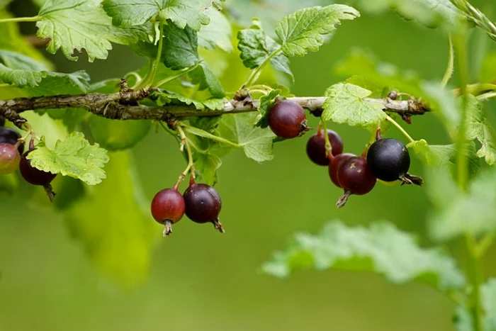 Agrișele sunt foarte sănătoase / foto: Pixabay