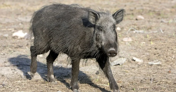 Porcul mistreţ a intrat în curtea ieşeanului (Foto Arhivă)