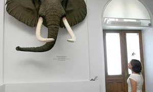 animalele care ejaculează cel mai mult jpeg