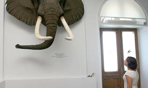 animalele care ejaculează cel mai mult jpeg