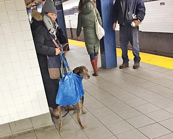 ... sau îl îndeşi în  sacoşa Ikea...