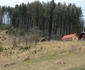 drumuri rele hunedoara foto daniel guta adevarul