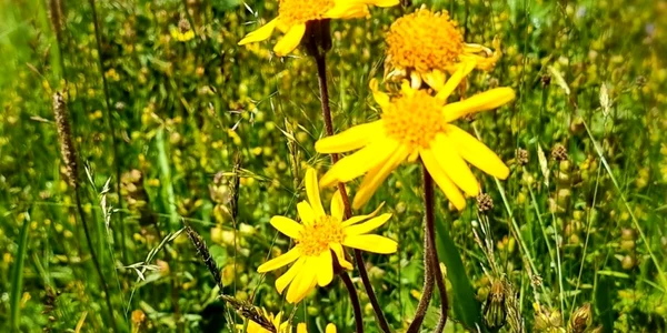 plante medicinale apuseni