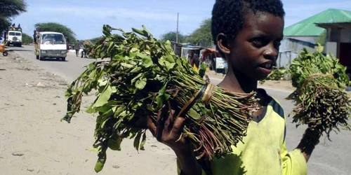 Un copil vinde frunze de khat, pe marginea unui drum, lângă capitala Somaliei FOTO: Reuters