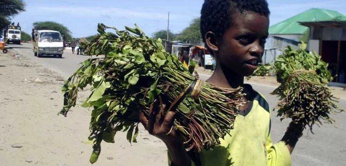 Un copil vinde frunze de khat, pe marginea unui drum, lângă capitala Somaliei FOTO: Reuters