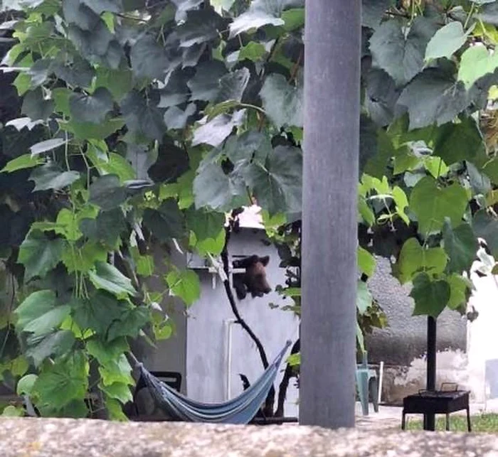 Ursul a intrat în gospodării. FOTO imagini amator