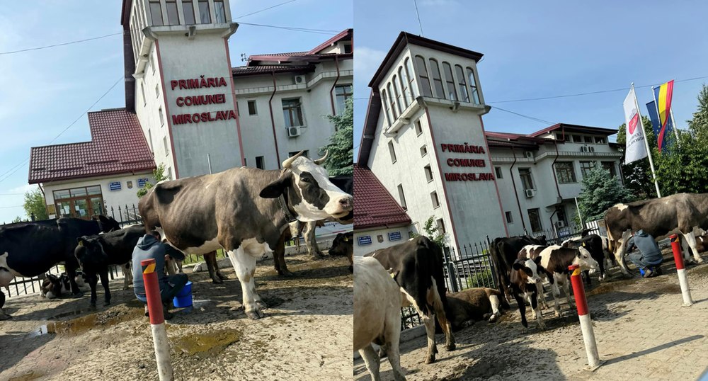 Imaginile zilei vin din Iași. A adus mai multe vaci în fața primăriei, unde a demarat un protest