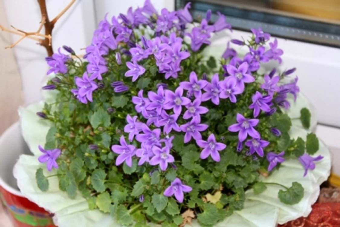Floriile ei mov o fac să fie una dintre cele mai frumoase plante de apartament