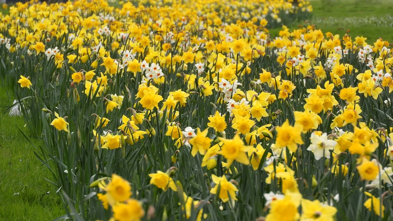 Trucuri pentru flori / foto: Pixabay 