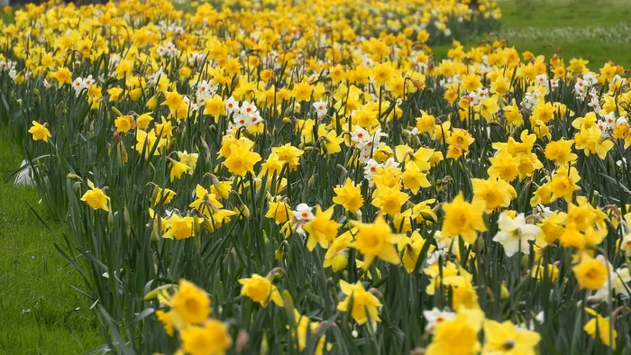 Trucuri pentru flori / foto: Pixabay