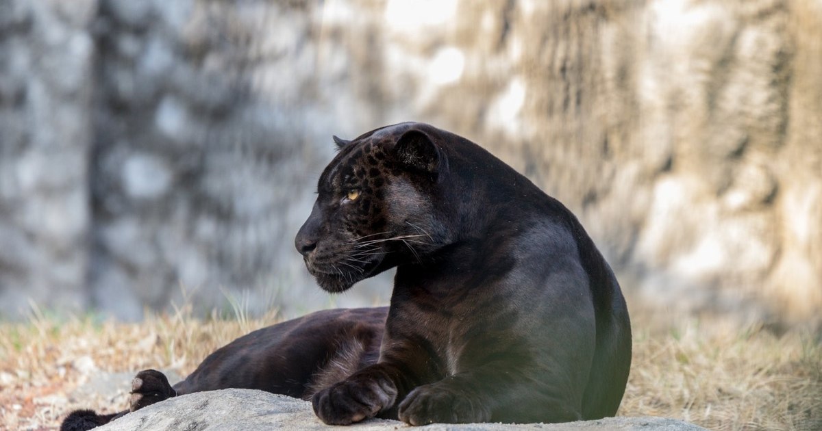Pantera neagră care a stârnit panică în Bulgaria și România ar fi, de fapt, doar un câine de talie mare