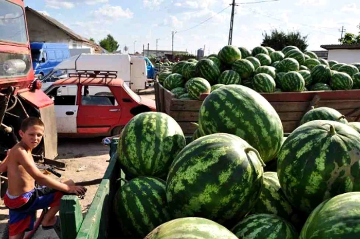 Pepenii din Ghorghe Doja au scos satul din sărăcie FOTO: arhivă slobozia.adevarul.ro