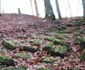 cetatea dacica piatra rosie foto adevarul daniel guta