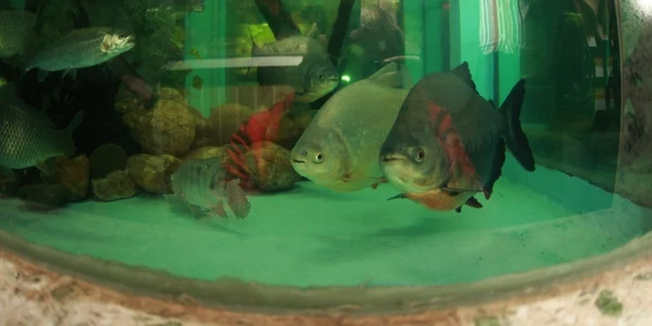 Peştii Piranha au fost atracţia principală a vizitatorilor