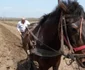 calul cu plugul este folosit de bulgarii din Targoviste in detrimentului tractorului