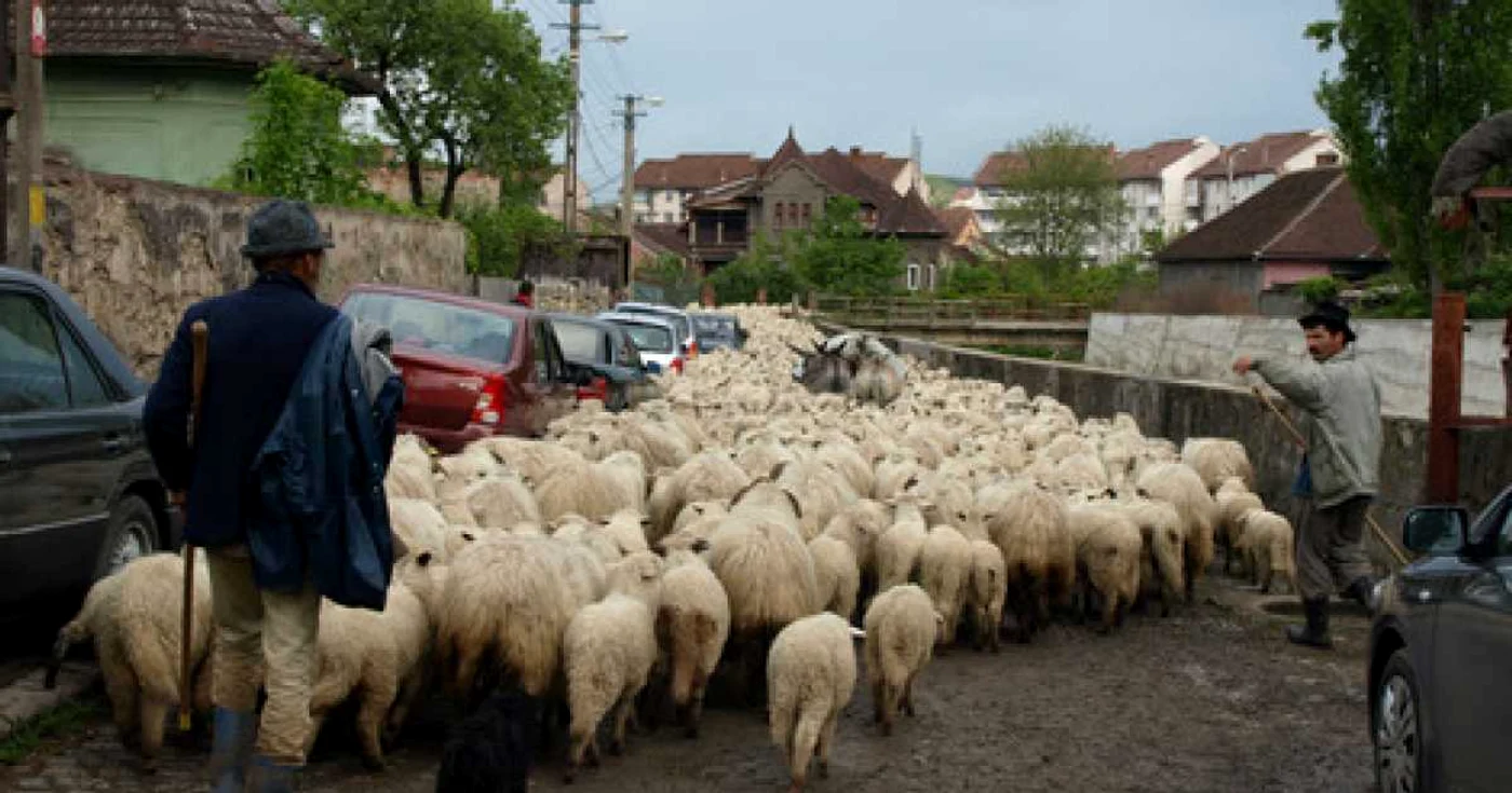 Munca de cioban poate fi stresantă uneori. D.G.