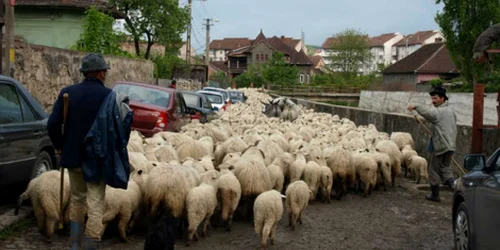 Munca de cioban poate fi stresantă uneori. D.G.