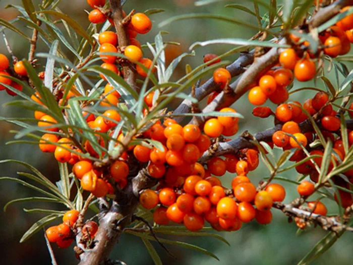 
    Cătina, una dintre cele mai bune surse de antioxidanti din natură  