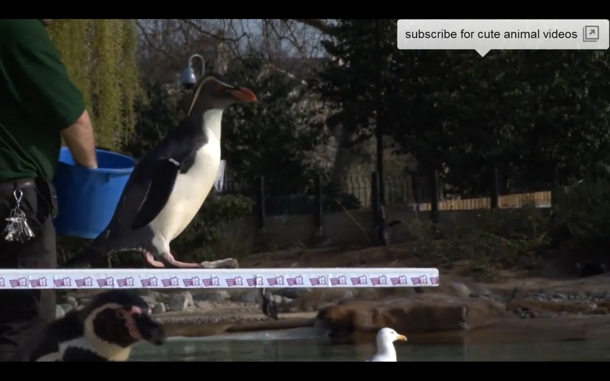 Pinguinii sar în apă de pe platformă