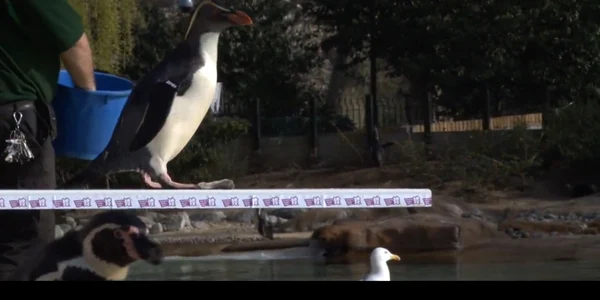 Pinguinii sar în apă de pe platformă